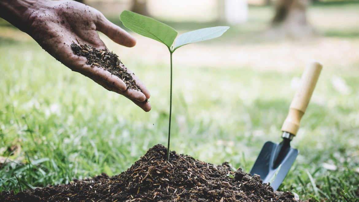 Planting Trees in Your Garden